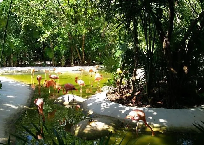 2bd Grand Bliss Vidanta Riviera Maya *